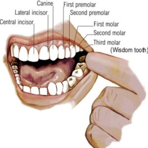 Things to Discover about Molars